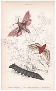 Plate 11

Elephant Hawk-moth
Small Elephant Hawk-moth
Caterpillar of Small Elephant Hawk-moth 